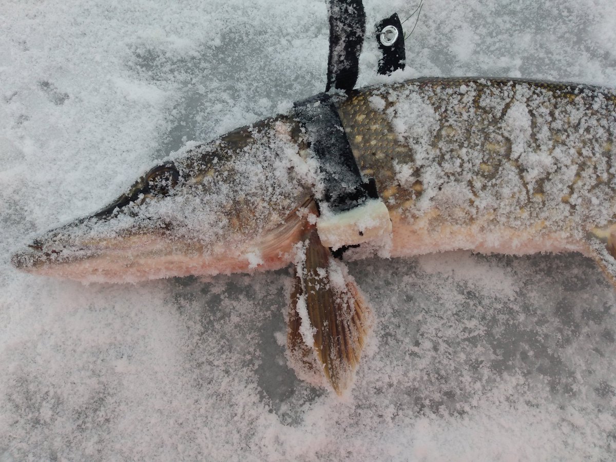 mike_louison's tweet photo. Ice angling extravaganza 2021 - the post release movement edition!  Stylish pike sporting their accelerometer accessories.  Thanks to @SJC_fishy for helping me and @John_Bieber_ out.  #fishsci #fishphys #icefishing https://t.co/CM777bTe8s