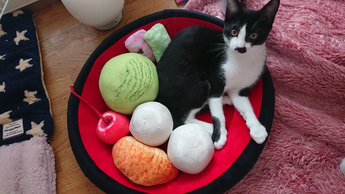 フェリシモのあんみつクッション ベッドがリアル くつろぐ猫が可愛すぎると話題に 話題の画像プラス