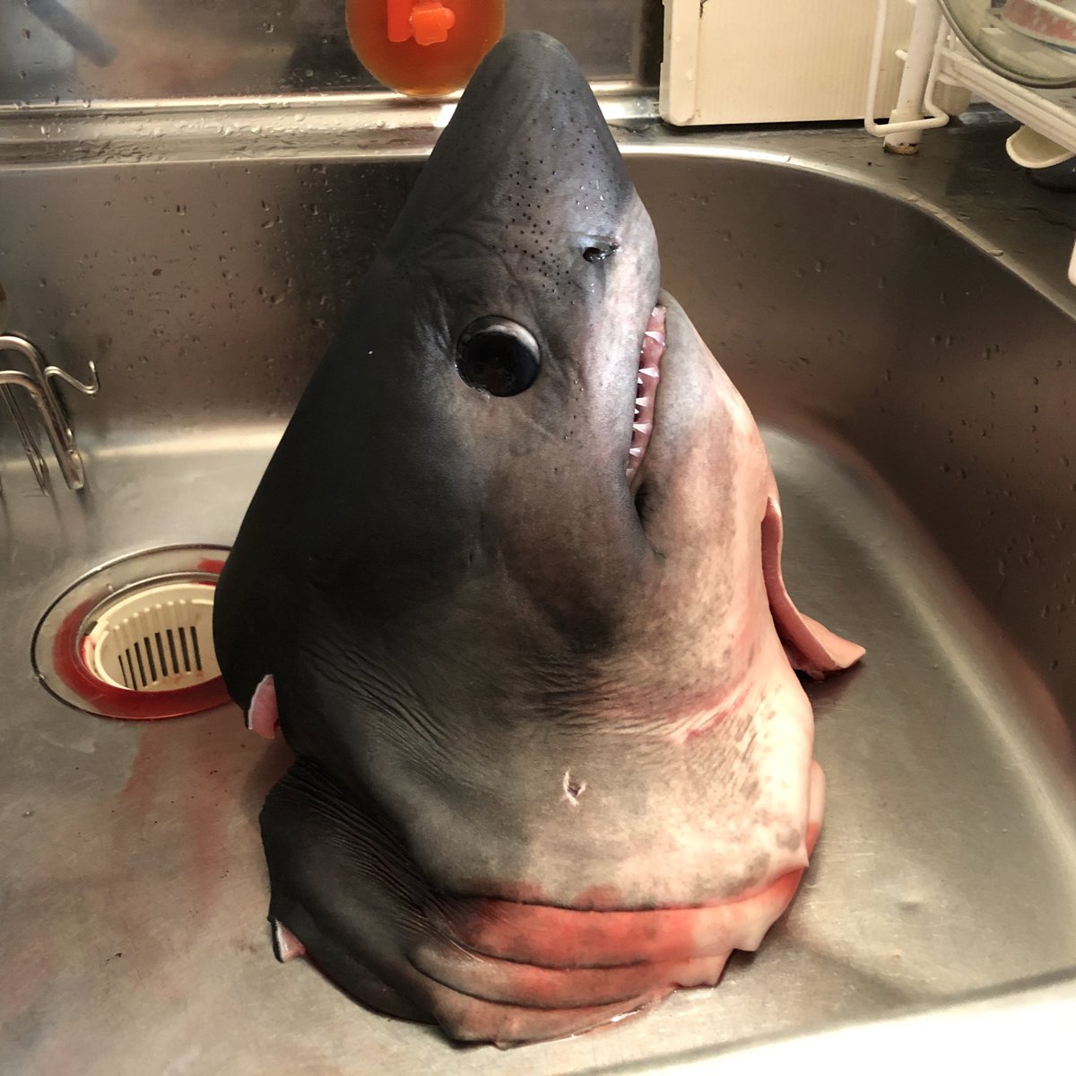 コウメグ 鮫メグ ネズミザメ Lamna Ditropis ラムナ ディトゥロピス 吻先から鰓5対まで約30cm 高さ約cm以上 重さ5kg程 仔ザメではないが若いと思う 上顎にハナガタムシらしき寄生虫が大量に寄生している 前回より綺麗な個体 これは コウメグ 鮫メグ ネズミザメ Lamna Ditropis ラムナ ディトゥロピス 吻先から鰓5対まで約30cm 高さ約cm以上 重さ5kg程 仔ザメではないが若いと思う 上顎にハナガタムシらしき寄生虫が大量に寄生している 前回より綺麗な個体 これは
