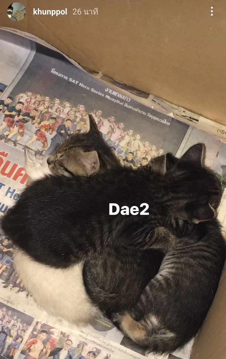 intopperth's tweet photo. @khunppol What's the name of the cats? 🥺🤍 https://t.co/zInPqbGiOv