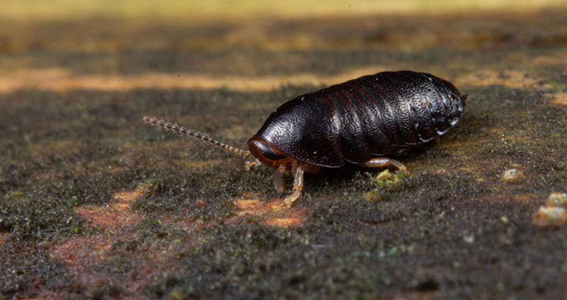 ヒメマルゴキブリ Twitter Search Twitter