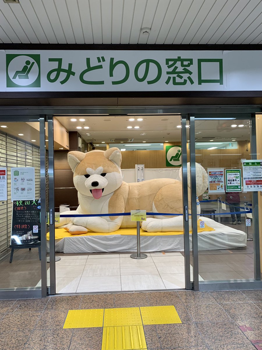 えっ Jr八王子駅のみどりの窓口に巨大な秋田犬が座っているw 話題の画像プラス