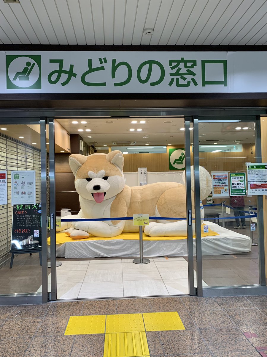 八王子駅のみどりの窓口に巨大秋田犬 が現れた Togetter