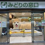 えっ？JR八王子駅のみどりの窓口に巨大な秋田犬が座っているw