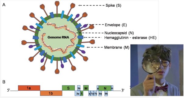 RT-PCR detects RNA sequences specific to COVID-19. These genes can then be measured using fluorescence dyes.Source: Jin et al., Viruses (2020)