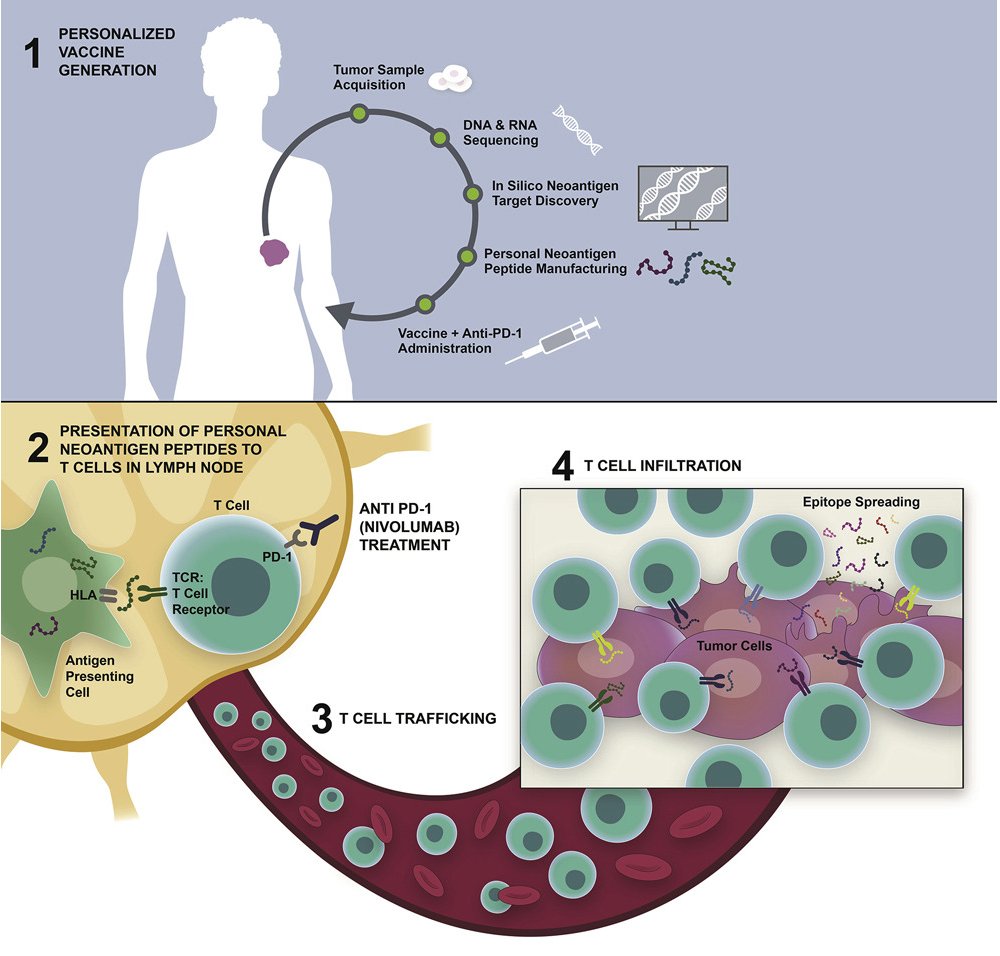 mmw_lmw's tweet photo. Personalized #NeoantigenTherapy Plus #AntiPD1 | A Phase Ib Trial in Patients with Advanced Melanoma, Non-small Cell Lung Cancer, or Bladder Cancer | Lakshmi Srinivasan @BioNTech_Group @CellCellPress https://t.co/I69ELIWqyv | #2020_ReCapOct https://t.co/zt1zQwXaOH