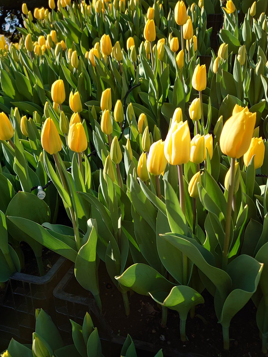 冬のチューリップ