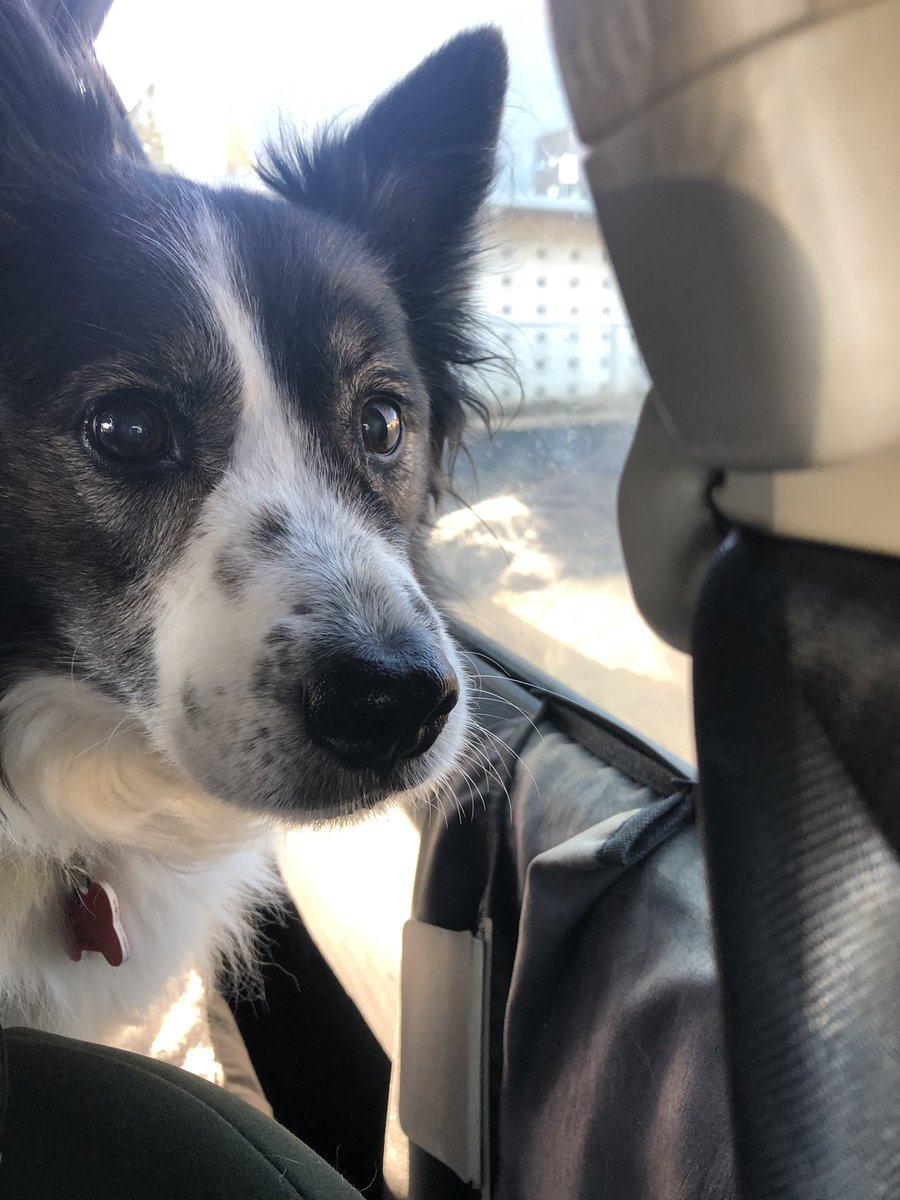 The look you get when the “ride” was to the vet and not the park