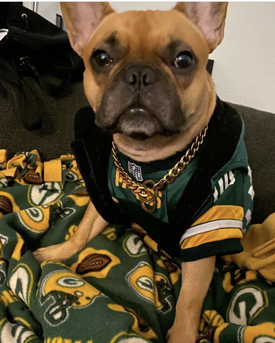 Rocky The French Bulldog #PeaceAndPets