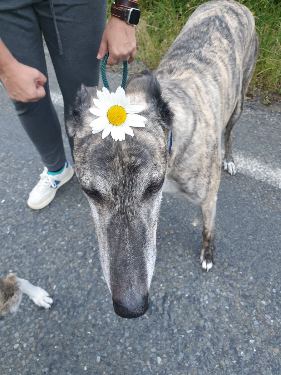 SimMostly's tweet photo. Sim happy flower child. https://t.co/e32PeK5RFB