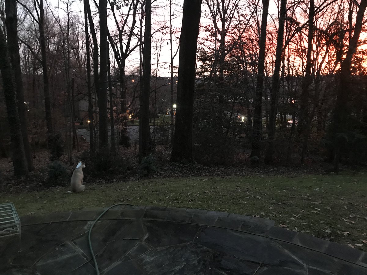 TurfMutt's tweet photo. Mutt Mulligan enjoys stepping into nature. Watching the sunrise is calming - for people and pets - and oh what a view! Set your alarm so you don't miss the view tomorrow and share a photo below. #YardsConnectUs https://t.co/QeYuy4YAMx