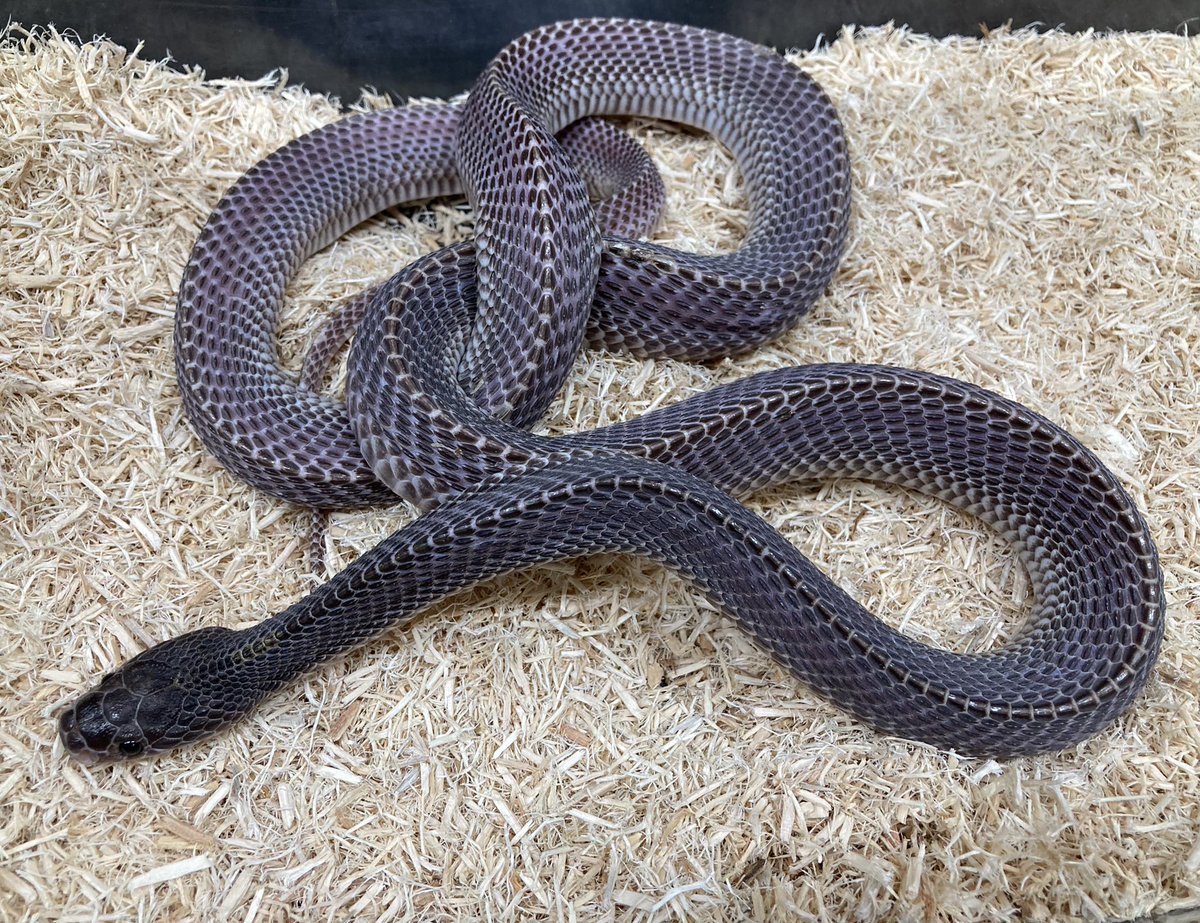 新着！クロスサンカクヘビきてます！ ゴツゴツした体に奇抜なパープル