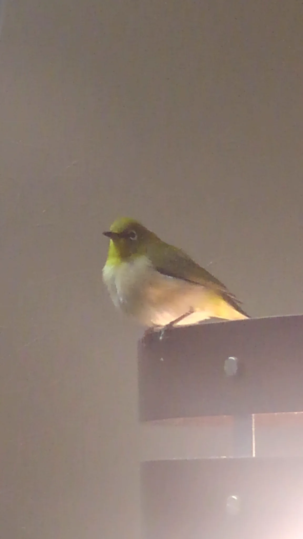 @numagasa 道端で抹茶大福のようなふくらメジロを保護し一晩お泊めしました 