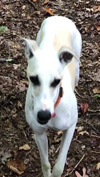 SistersInBiz's tweet photo. Keep an eye out #Exeter #RI - White w/Tan #LostDog 
New London Turnpike / Bell Schoolhouse Rd area 
DO NOT CHASE.  His name is Charlie. Missing since 1/8/21
Report any sightings: 4013398306
https://t.co/ZkKIwEDa3f #RhodeIsland #OceanState https://t.co/5AiLCRUEmm