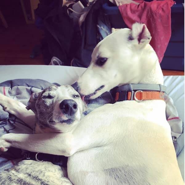 SistersInBiz's tweet photo. Keep an eye out #Exeter #RI - White w/Tan #LostDog 
New London Turnpike / Bell Schoolhouse Rd area 
DO NOT CHASE.  His name is Charlie. Missing since 1/8/21
Report any sightings: 4013398306
https://t.co/ZkKIwEDa3f #RhodeIsland #OceanState https://t.co/5AiLCRUEmm