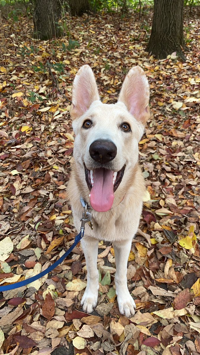 RLebark's tweet photo. This is Rio. He is all about social justice, reproductive rights, peace and belly rubs. ♥️#PeaceAndPets https://t.co/jMYHqeww4w