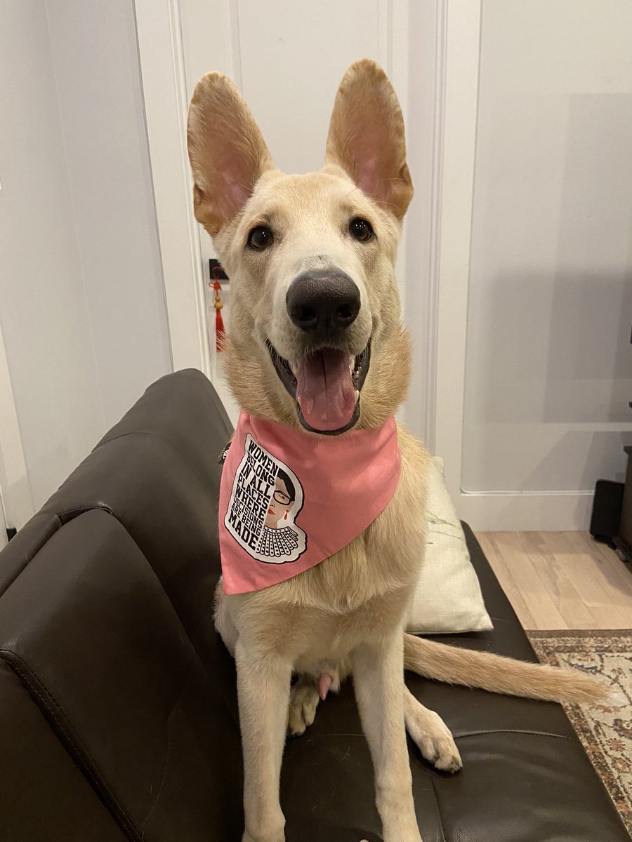 RLebark's tweet photo. This is Rio. He is all about social justice, reproductive rights, peace and belly rubs. ♥️#PeaceAndPets https://t.co/jMYHqeww4w