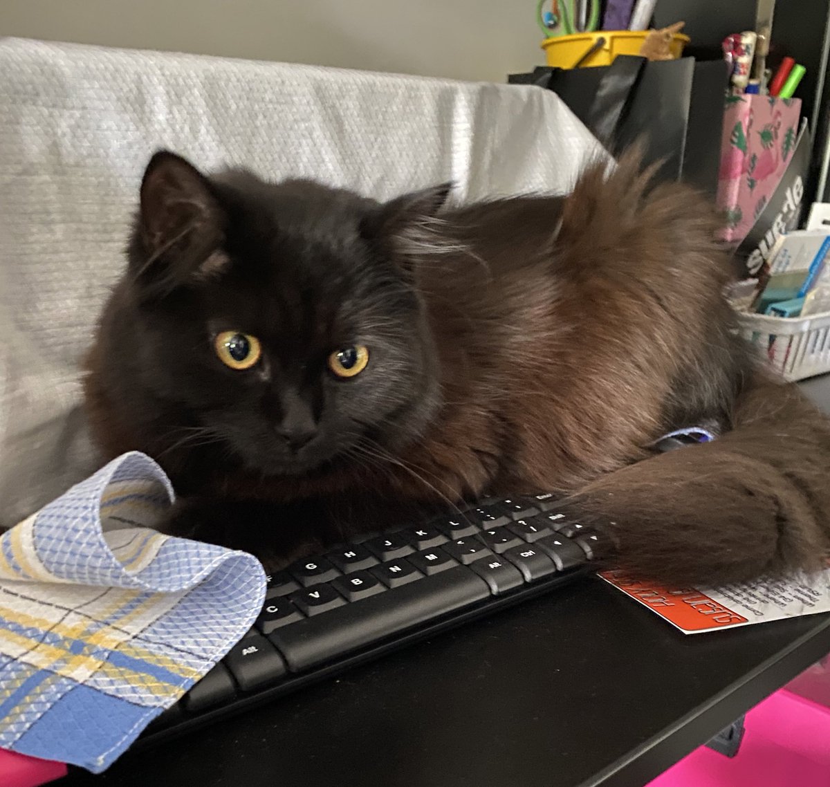 MaximilianTyson's tweet photo. Whatchu laffin at Mum? Your keyboard happens to be verra comfy thank you! #MaximilianTyson #Caturday #Cats #AdoptDontShop #CatsOfTwitter 😹 https://t.co/iDdNxMmht8