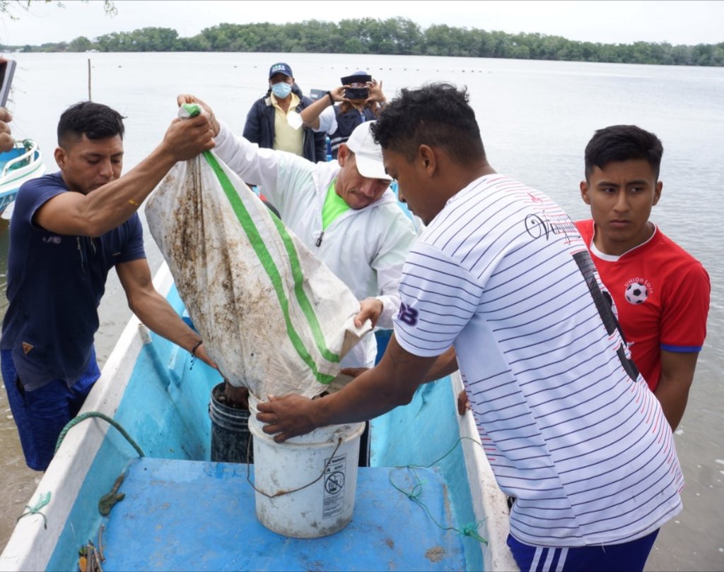 Produccion_Ecu's tweet photo. #ElOro | De acuerdo a los controles permanentes, la Subsecretaría de Recursos Pesqueros, en coordinación con @PoliciaEcuador y @armada_ecuador, decomisaron 6000 conchas prietas por no cumplir con la talla permitida para su captura, de acuerdo a la normativa. https://t.co/Yll2sMCVFc