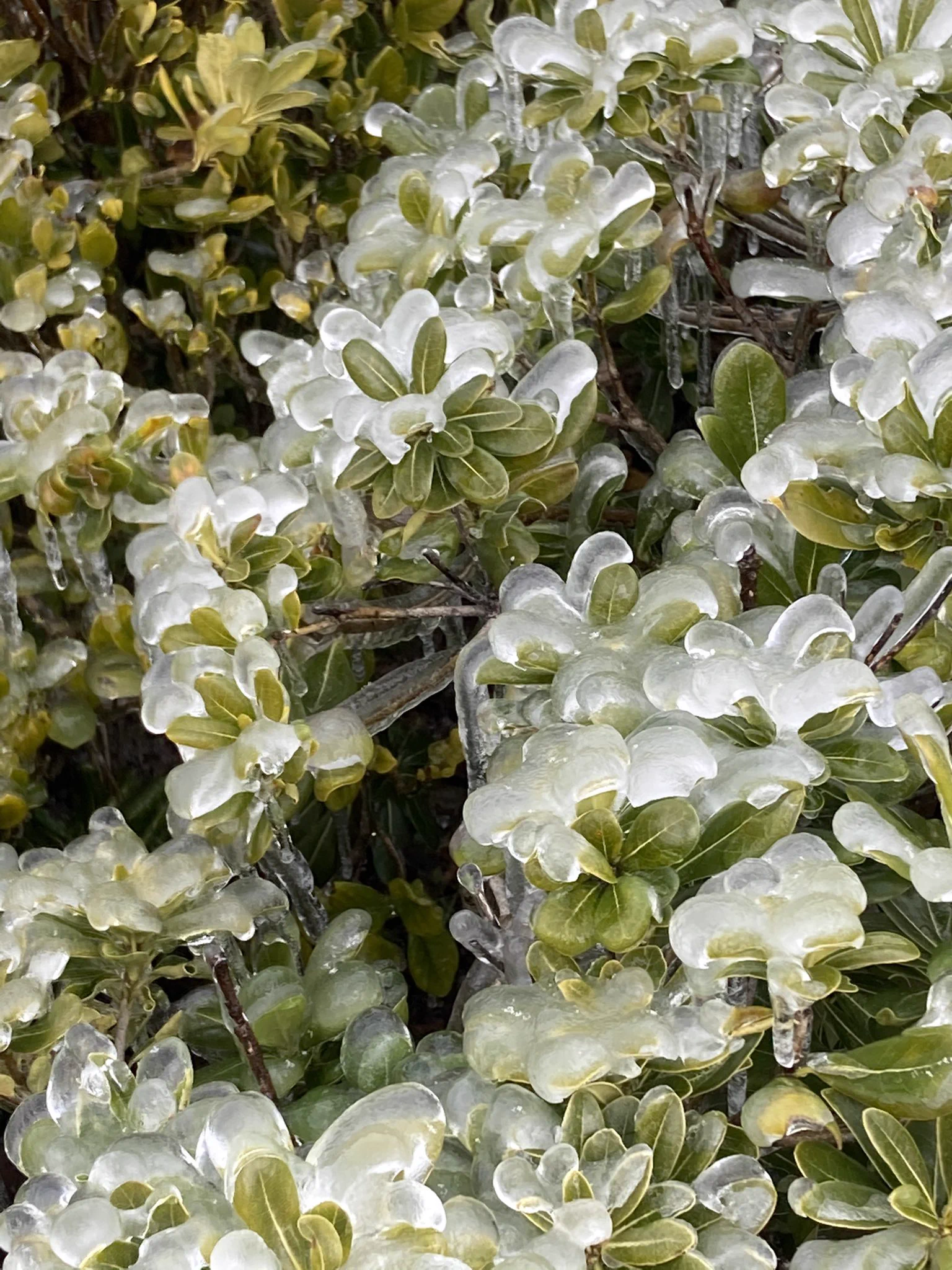 あまりの寒さに平和公園の噴水が凍てしまった！自然現象からの芸術作品