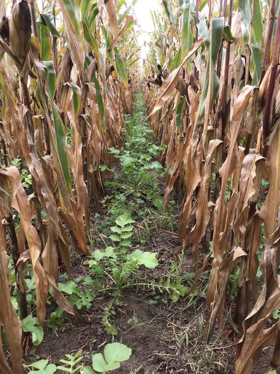 LottRodman's tweet photo. @Sorg_Jay @ConradNoShow @jasonmauck1 Don’t have pic of the rig but seed is incorporated with coulter and y drop 32 at v5. I’m leaning towards 2/3 n pre or at planting, 60’ interseeder only at v3, and y drop rest around r1. Thinking an actual planter unit will be less rain dependent. https://t.co/huBB2J9ogf