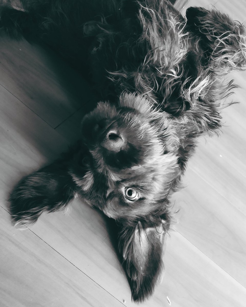 nai_rodart's tweet photo. Sigo esperanzada por qué una persona de buen corazón adopte a León, es un cachorro de talla mediana a grande de aproximadamente 1 año de edad. Si nadie lo adopta lo llevaremos a un refugio. 😭💔
#AdoptaNoCompres
#helpleon
#AdopcionResponsable https://t.co/gPiHJycACR