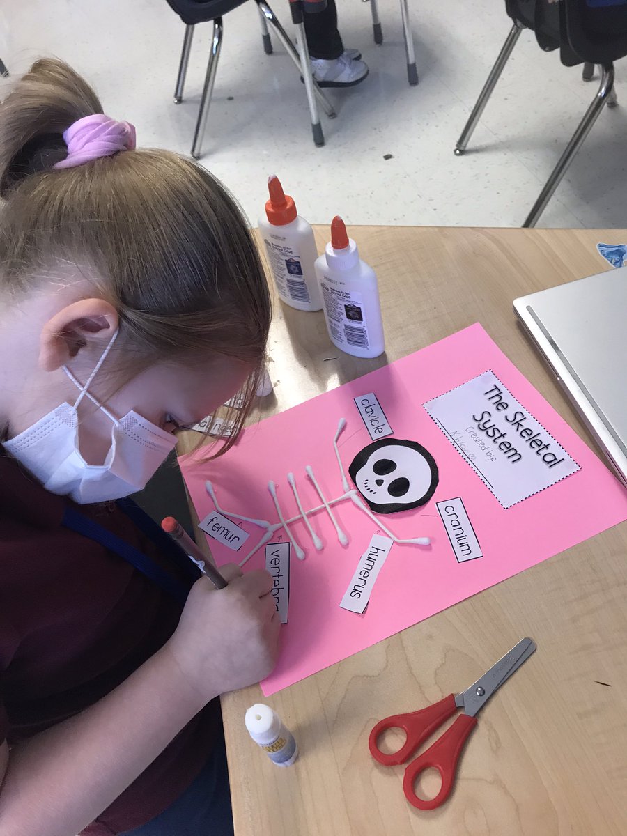 _sextoc's tweet photo. Learning about the human body #206bones @MDE_Stars #myskeletalsystem https://t.co/F6RKqUQipf