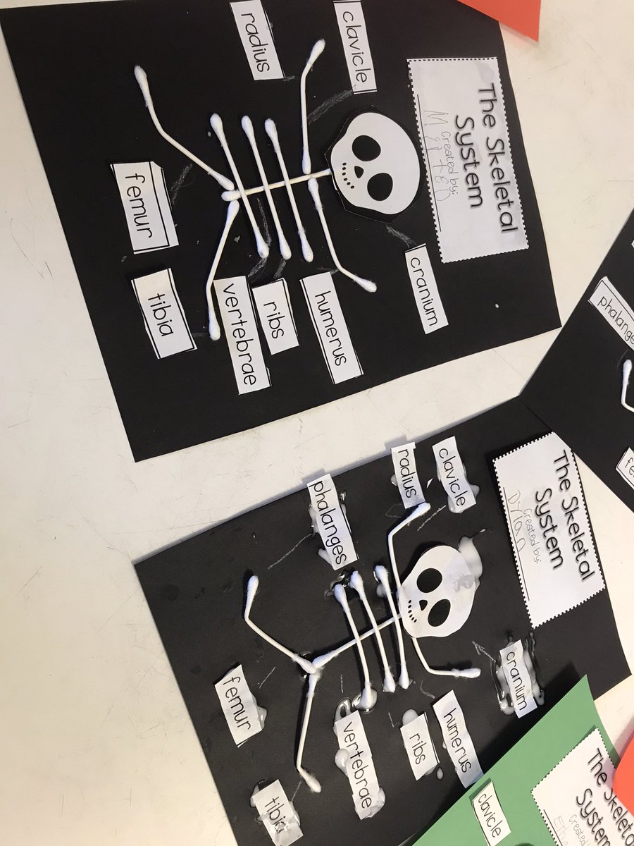 _sextoc's tweet photo. Learning about the human body #206bones @MDE_Stars #myskeletalsystem https://t.co/F6RKqUQipf