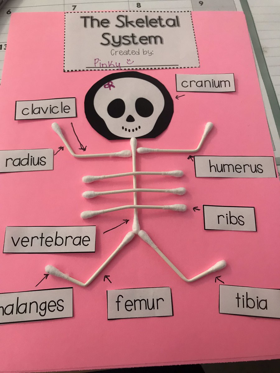 _sextoc's tweet photo. Learning about the human body #206bones @MDE_Stars #myskeletalsystem https://t.co/F6RKqUQipf