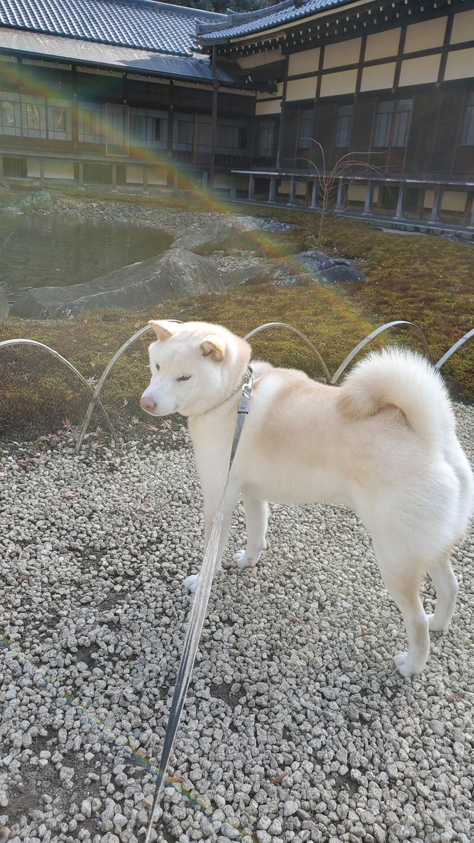 KKainushi's tweet photo. 大きくなったな〜!!
#柴犬
#成長
#ビフォーアフター https://t.co/mULemOy6IA