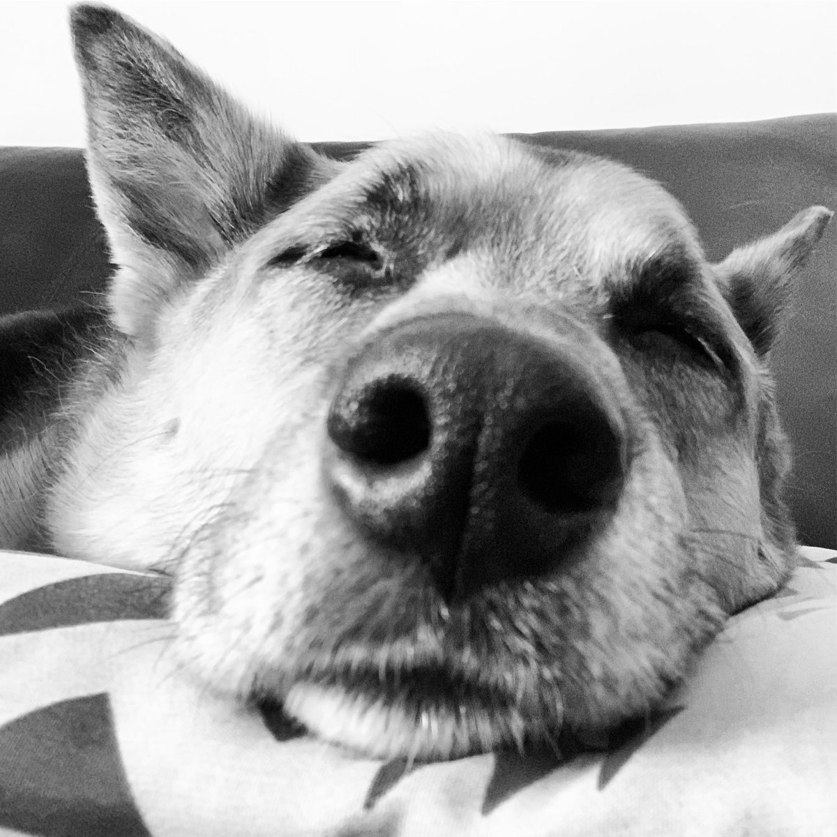 cheekyjmo's tweet photo. I need to follow his lead...
@dionnewarwick 
#PeaceAndPets https://t.co/FUqCE3nPrt
