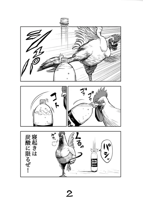 『炭酸水』
#ニワトリファイター
#roosterfighter 
