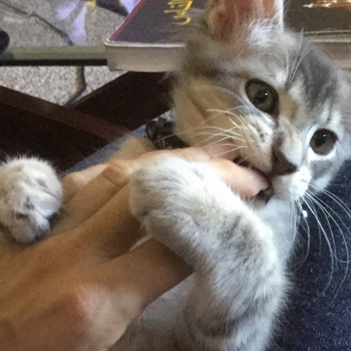 I have decided to take a mature course of action, and will pursue my stress relief by instigating a fight with this asshole By glancing in his general direction FOFA, Qat. FOFA.