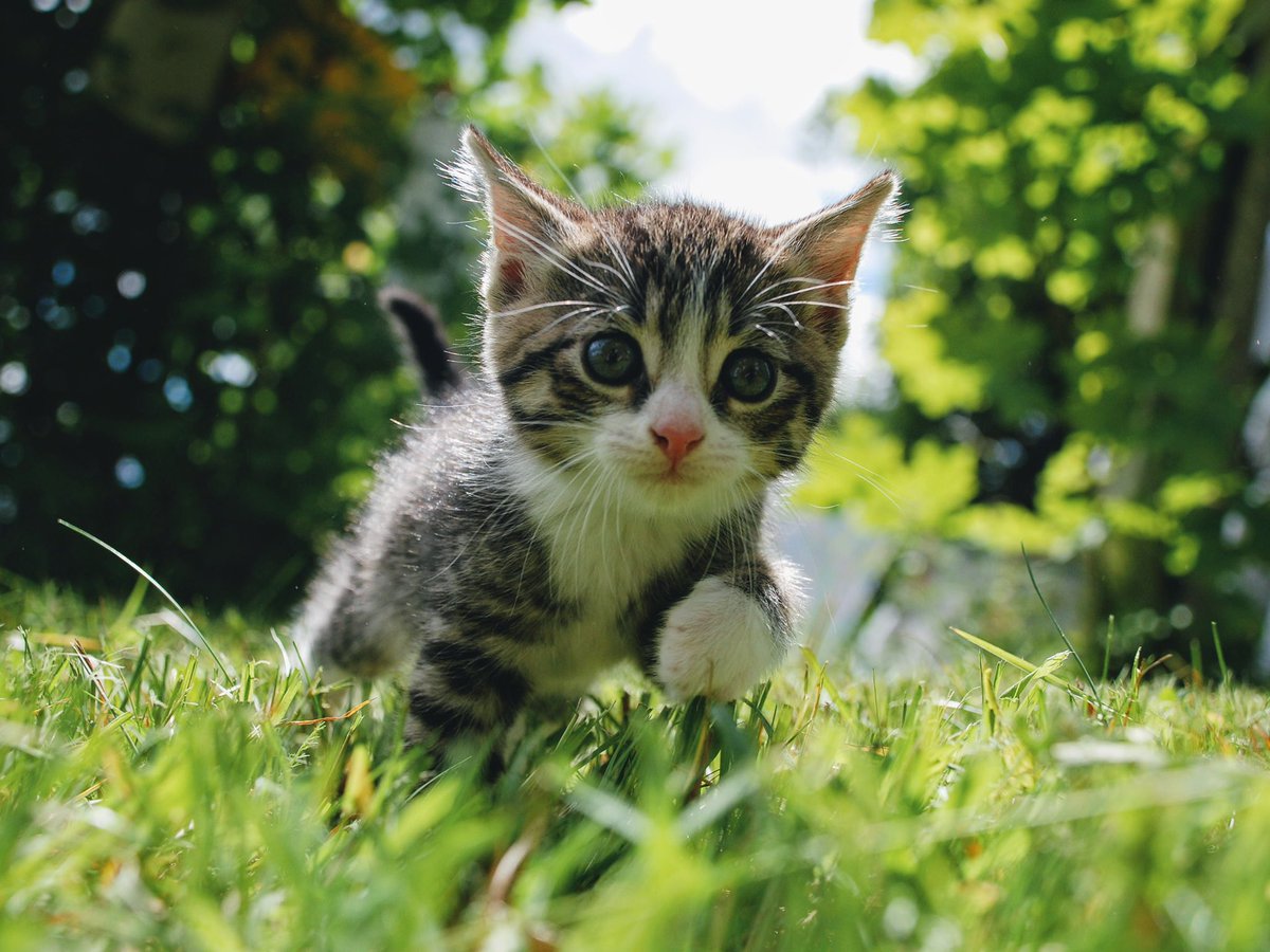 ThomasSanders's tweet photo. Reminder that this week was a lot, especially mentally. You made it through, you’re here, and that’s something. Whatever work you managed to get done, it was enough, so try to go easy on yourself. Please look at these furry babies. https://t.co/2mNyDm8lYm