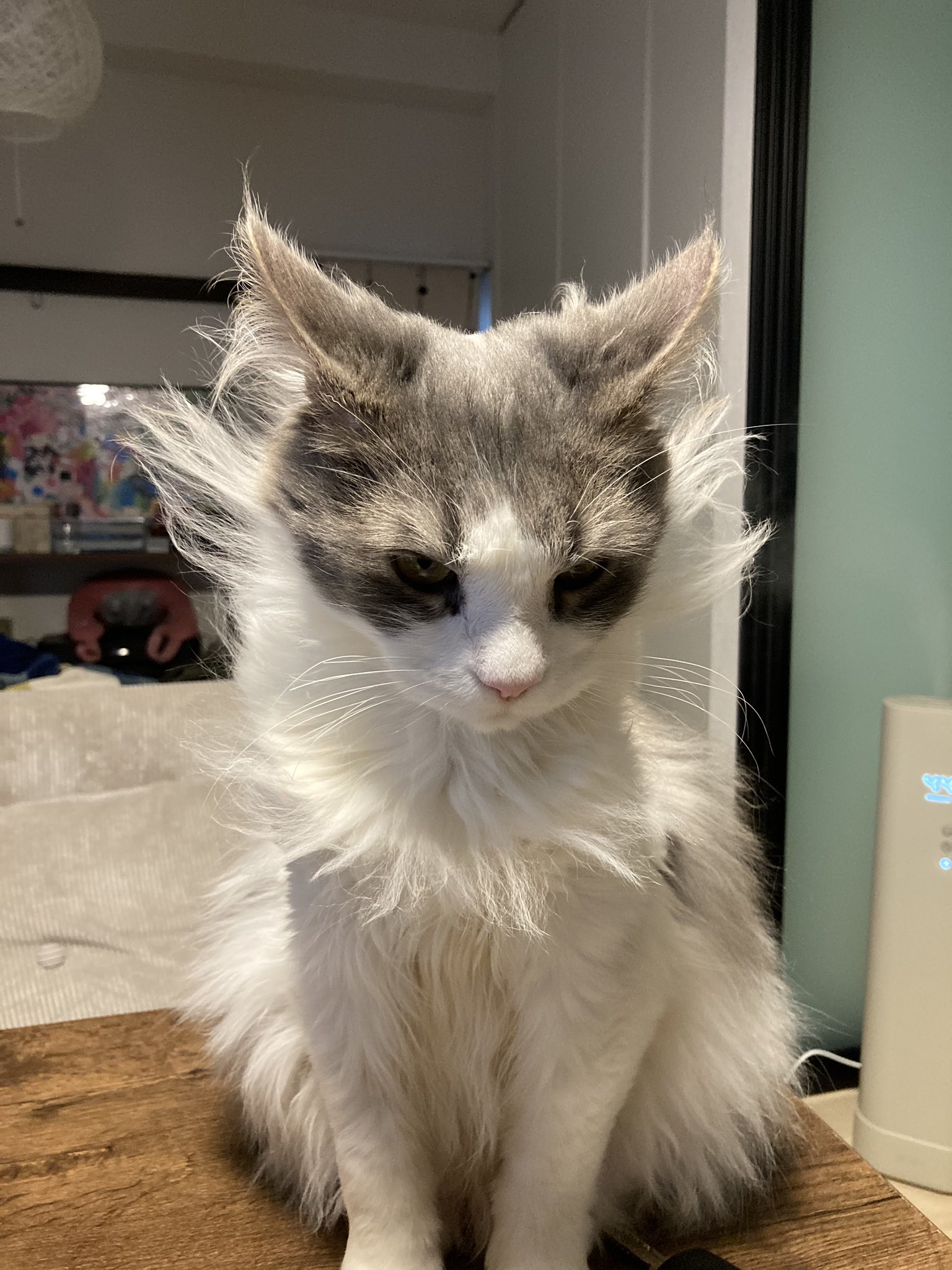 アロエとむぎ 猫 猫好きさんと繋がりたい ノルウェージャンフォレストキャット 溢れ出すラスボス感 性格は臆病 T Co Glmngwb7zx Twitter