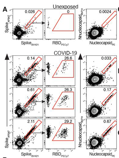 In more than 180 patients who had recovered from #COVID19, both antibody and immune cell responses were measurable for up to 8 months after symptoms appeared, in some cases, a new study by @Dani6020 <a href="/SetteLab/">Alessandro Sette</a> <a href="/profshanecrotty/">Prof. Shane Crotty</a> &amp; colleagues shows. fcld.ly/rn5fybc