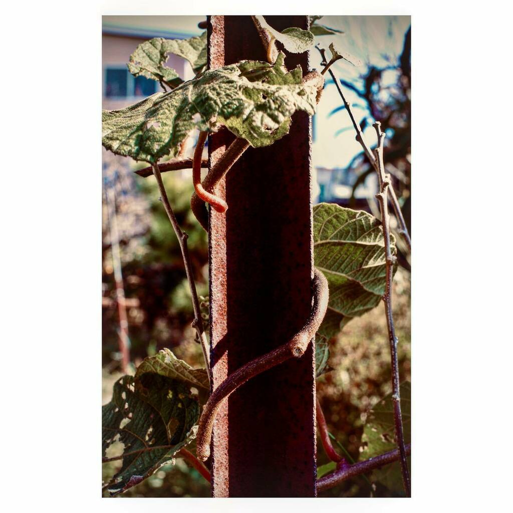 kikutaroid's tweet photo. 無題
#街歩き
#scene
#植物 #plants
#錆 #rust
#路傍 #roadside
#pentax #pentaxk5iis #k5iis #k_mount
#smc #smcpentaxf #pentaxf5014 #f5014 #singlefocuslens #aflens #oldlens
#trimmed #retouched #filtereffects
#maxcurveapp #正方形さん https://t.co/szSDex3duw https://t.co/rlFIGuLdNN