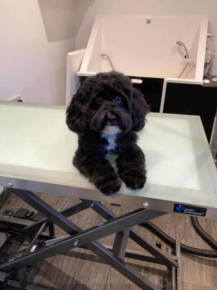 Dogs On Point tweet media