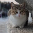 CatsInRuins's tweet photo. #cats #ancient #ruins #catsinruins https://t.co/lTva2Y9wX1
