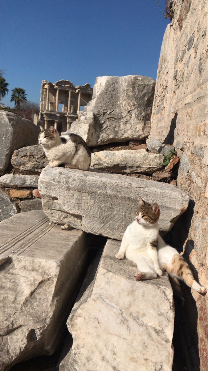 CatsInRuins's tweet photo. Photographer unknown.

#catsinruins #cats #ancient #ruins https://t.co/M06W40PfWj