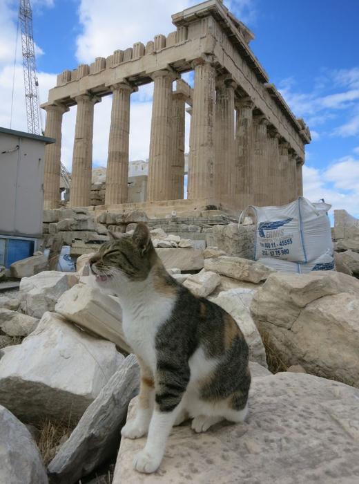 CatsInRuins's tweet photo. #cats #ancient #ruins #catsinruins https://t.co/XCfEhrIbvK
