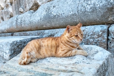 CatsInRuins's tweet photo. #cats #ancient #ruins #catsinruins https://t.co/rI7xDOhC5l