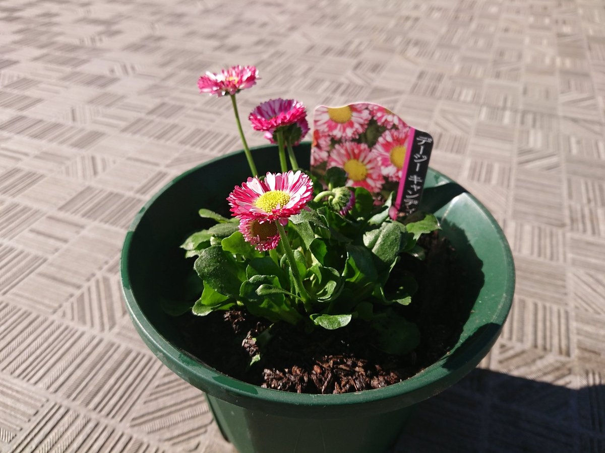 デージー デージー キャンディポップ キク科の植物は耐寒性あるものの霜と雪は絶対 厳寒の時期の定植は危険なんだけど 小さなポットのままも気の毒なので 5号スリットに仮植え 座布団敷いて 二重鉢にしてみた しばらくの間は夕方 朝まで室内に デージー デージー キャンディポップ キク科の植物は耐寒性あるものの霜と雪は絶対 厳寒の時期の定植は危険なんだけど 小さなポットのままも気の毒なので 5号スリットに仮植え 座布団敷いて 二重鉢にしてみた しばらくの間は夕方 朝まで室内に