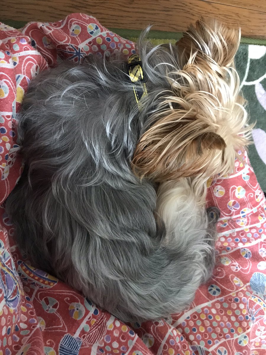 よ きぃ ちゃんu X U トリミング ヨーキー トリミング