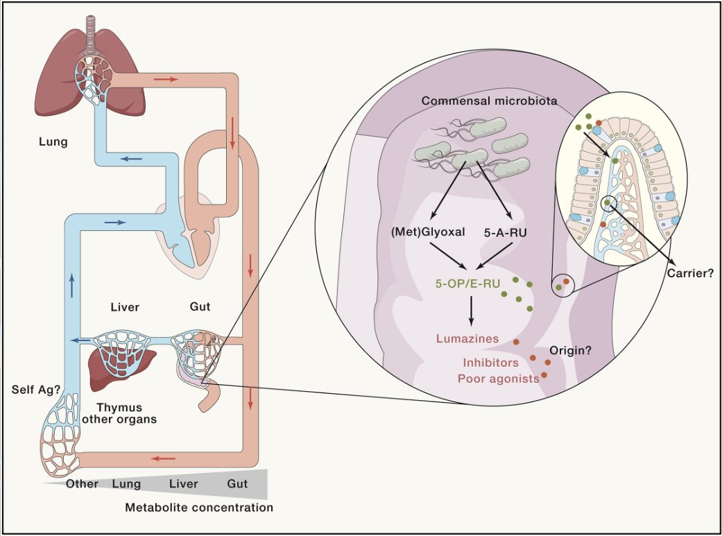 mmw_lmw's tweet photo. #MAIT_Cell | Development and Functions | the Microbial Connection | Antigen Circulation | Olivier Lantz @institut_curie @ImmunityCP https://t.co/flnV9dPW9e | #2020_ReCapOct https://t.co/Nnjbla6L2f