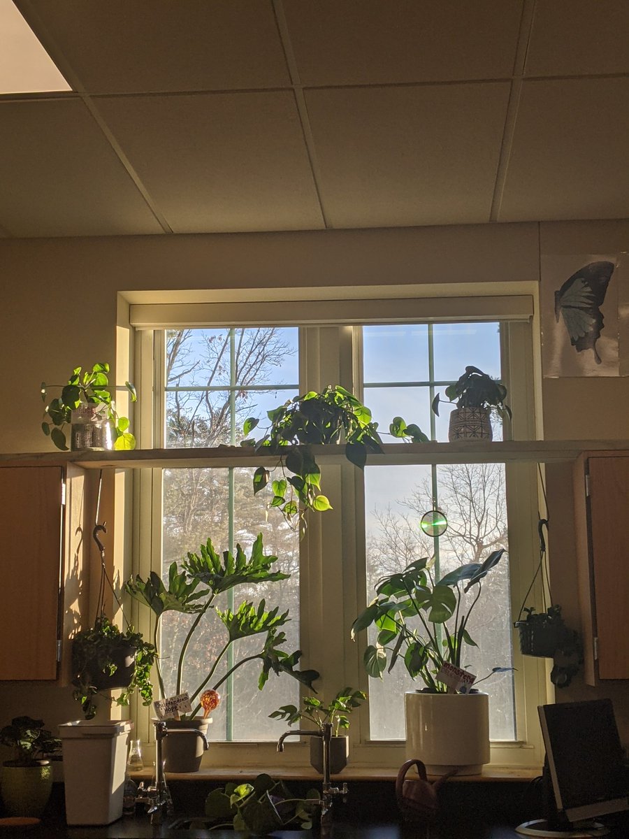 The morning view of the sunrise from room 202. Feeling very fortunate and grateful for these positives that nature unfailingly brings us and my ability to witness it every morning.   #whpantherpride