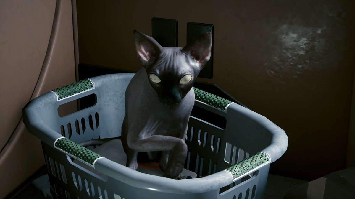 Sphynx 猫服、スフィンクスと無毛猫用のカラフルなニットセーター、コーニッシュレックスとデボンレックスの暖かい冬服(M(3-5ポ Sphynx  猫服、スフィンクスと無毛猫用のカラフルなニットセーター、コーニッシュレックスとデボンレックスの暖かい冬服(M(3-5ポ Amazon ..., image size:1200x675