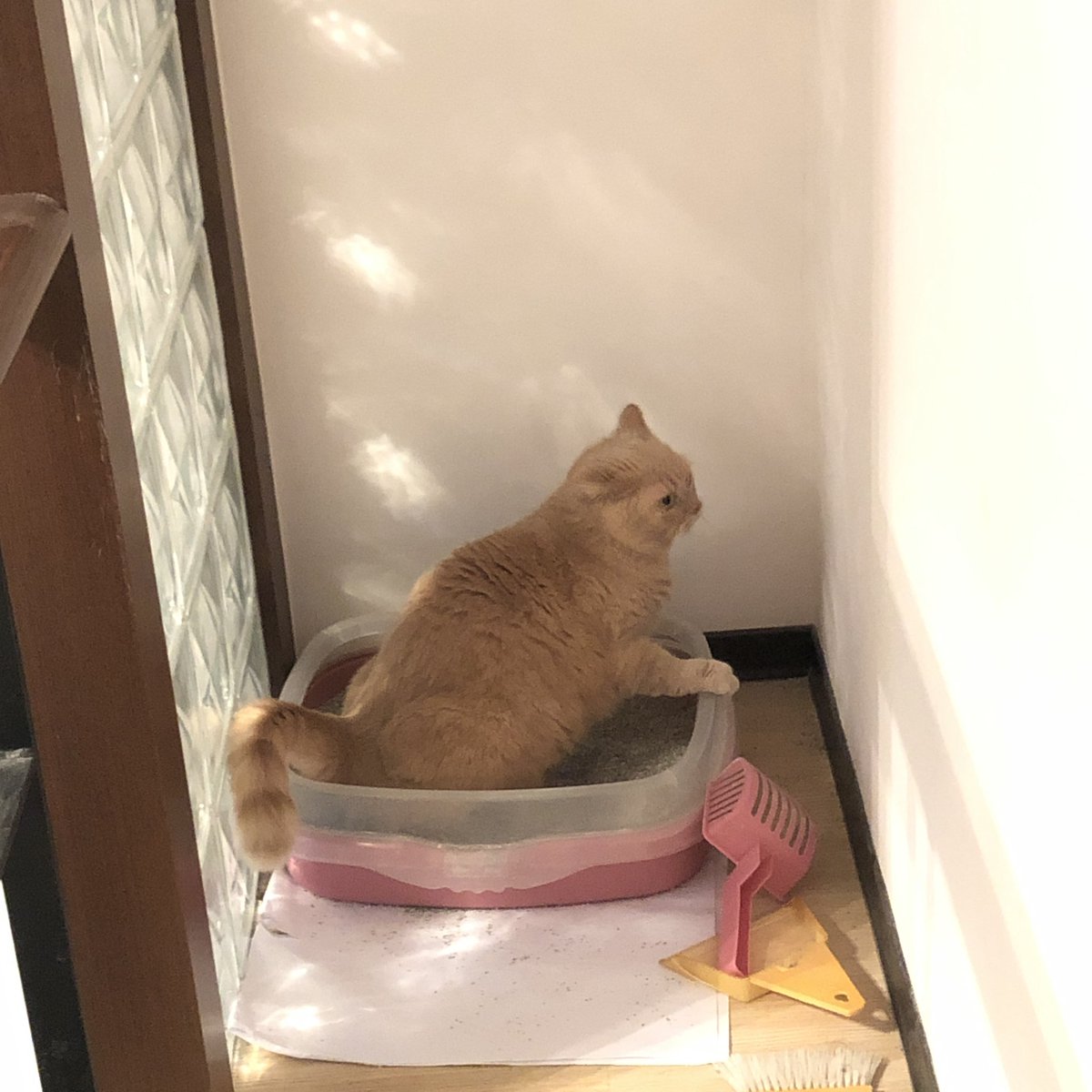 董先生连任好不好啊on Twitter 猫厕偷拍痴汉 董先生连任好不好啊on Twitter 猫厕偷拍痴汉