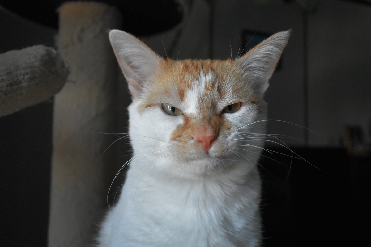 FartyCheddarCat's tweet photo. A orwinge hoomin jus asked me if he cud use my tweeter to posty messijes. I sed no! https://t.co/CPHlztSUEK