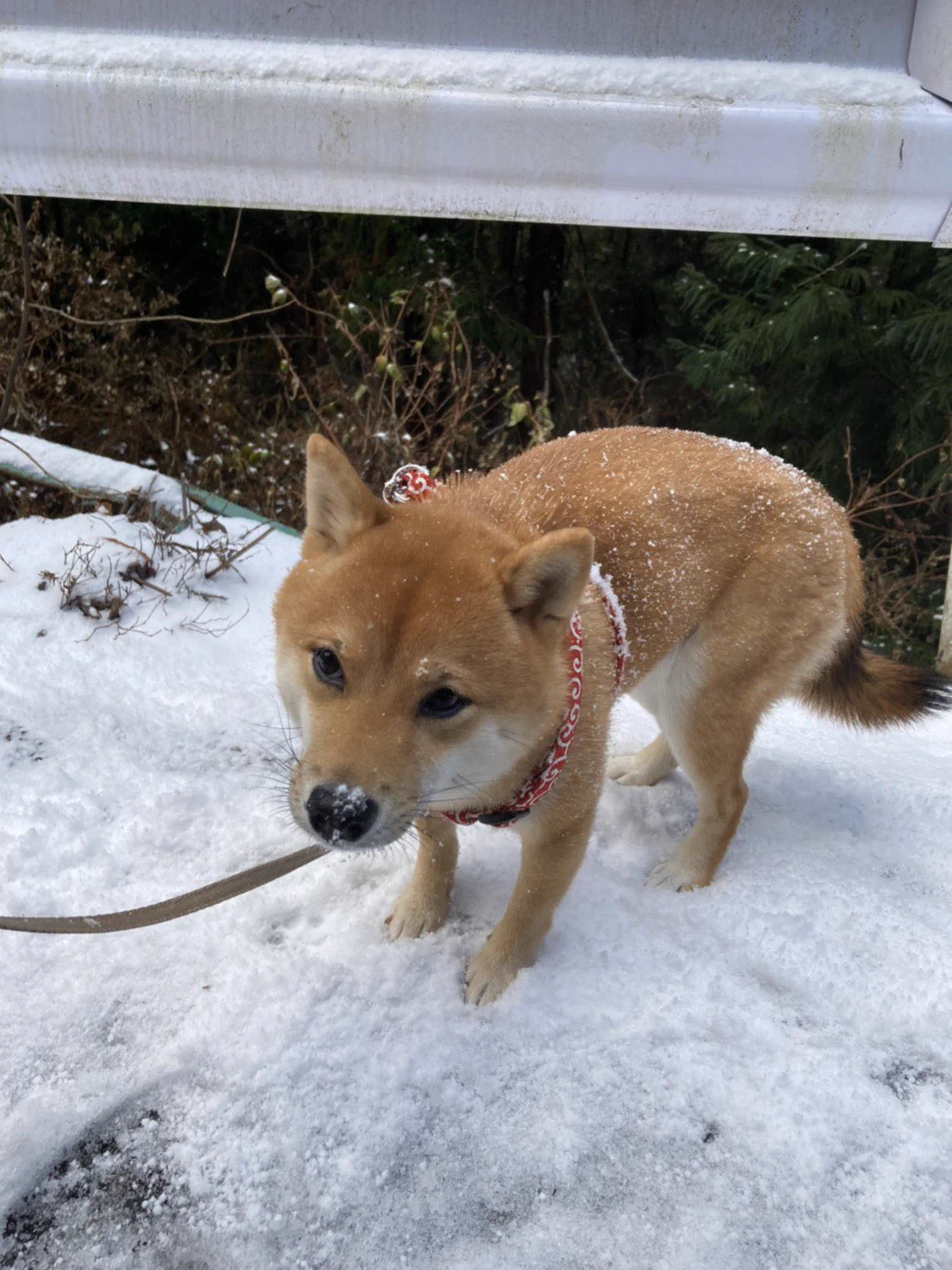 @creamylogic_ うちの家の犬も一緒や 